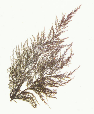 650d48859f0b5.png image.png
